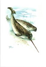 Narwal (Monodon monoceros) Grafikmaß: 40x60cm