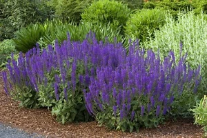 3 x Salvia sylvestris ‚Mainacht' (Ziergras/Gräser/Stauden) Pracht-Salbei - Bild 1 von 5