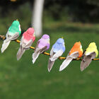 Ensemble De 12 Oiseaux De Plume De Mousse Artificielle Colorée Avec Des Fils