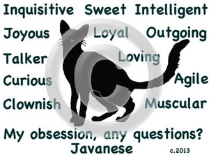 Javaner Katze My Obsession, noch Fragen? T-Shirt Größe & Farbe wählbar  - Bild 1 von 10