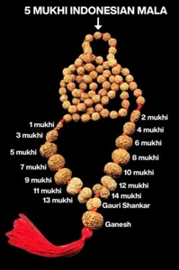 Indonesian Siddha Mala 1-14 Mukhi, Ganesh, Gaurishankar Small Size 10mm-15mm - Picture 1 of 5