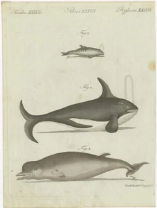Estampado antiguo original de dos ballenas y un delfín - Imagen 1 de 1