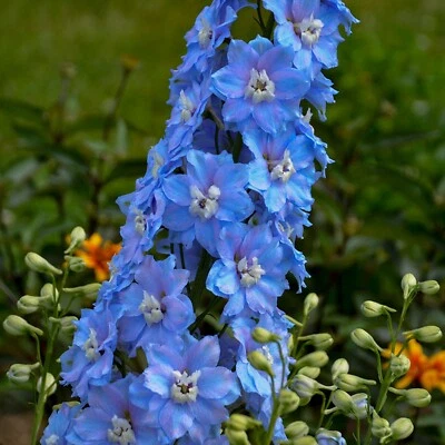 50 Bright Blue Delphinium Seeds Perennial Seed Flowers Perennial US SELLER - Image 1 of 4