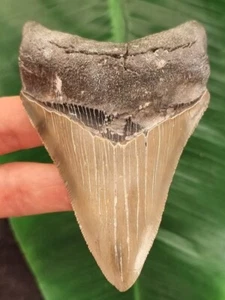 9,8 cm dolchförmiger Zahn des Megalodon - Haizahn Fossil - Bild 1 von 7