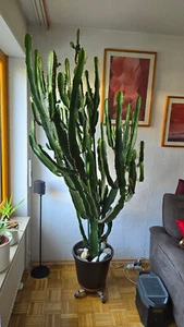 Euphorbia accuriensis Wolfsmilch - Westernkaktus - Texas-Kaktus - Bild 1 von 2
