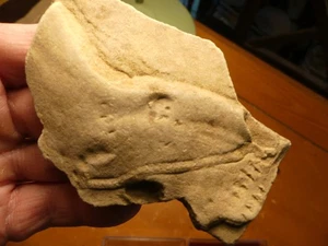 Ichnofossil Trilobite Sea Scorpion & Worm Tracks 251110 - Picture 1 of 8