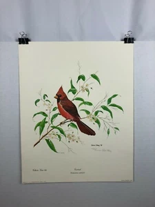 Gene Gray Red Cardinal Bird Wildlife Art Print Signed - Picture 1 of 12