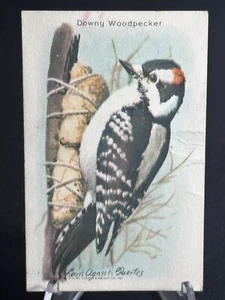 1936 Church & Dwight Useful Birds of America Ninth Series #7 Downy Woodpecker - Picture 1 of 2