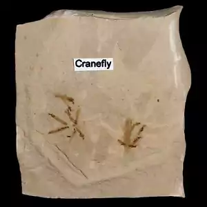 Fossiler Kranich Fliegen Sterblichkeitsplatte Insekt grüner Fluss FM Uintah County Utah - Bild 1 von 5