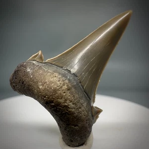 Rarely Offered 1.25" OTODUS AKSUATICUS Shark Tooth - Transitional - Eocene, KZ - Picture 1 of 8