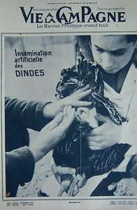 LA VIE à la CAMPAGNE 1954 FÉCONDATION DES DINDES EXPLOITATION RUCHES PONDOIRS  - Picture 1 of 1