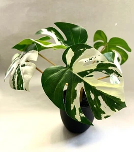 Variegated Monstera Deliciosa Fake Silk Plant Thai Con Swiss Cheese Plant - Picture 1 of 6