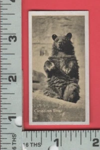E571 Carreras Ltd gatto nero inserto sigaretta carta coupon orso canadese Winnie - Foto 1 di 2