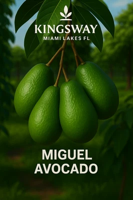 Raro Zill Auténtico Miguel 3g Árbol de Aguacate Injertado 2-4 Pies de Alto 3 Galones Foto 1 de 4