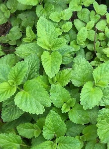 15+ Lemon Balm Mosquito live Plants BARE ROOTS Melisa officinalis  Medicine teas - Picture 1 of 3