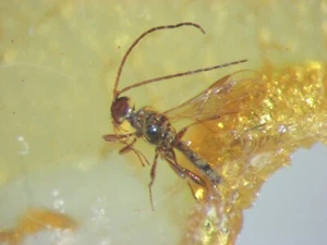 Pliocene Amber from Africa, fossil insect inclusion - parasitic wasp #227 - Picture 1 of 3