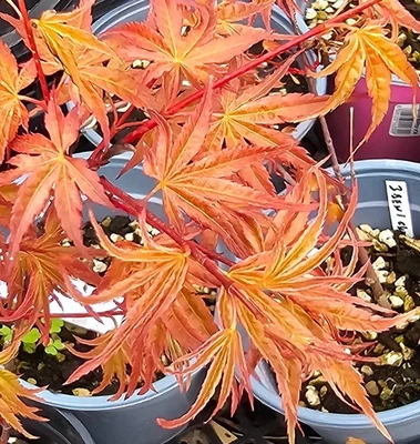 Beni Chidori Acer Palmatum Japanese Maple Cutting min 20cm no graft