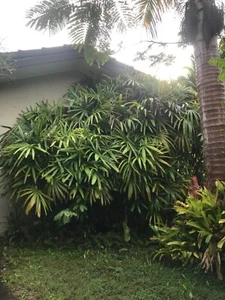 Raphis palm tree also known as Lady Palm, huge, 20 years old - Picture 1 of 2