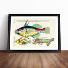 East Indies Fish Illustrations Xxviii Louis Renard Wall Art Print Framed Picture