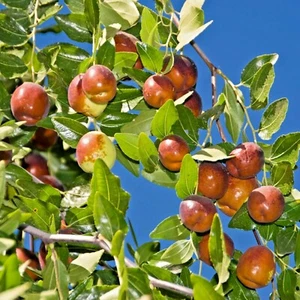 Shanxi Li Jujube chinese Date Ziziphus jujuba live plant / seeds fast grow bulk - Picture 1 of 4