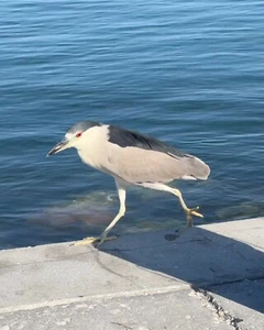 Digital Images of Black -Crowned Night Heron - Digital Download 6 Images - Picture 1 of 6