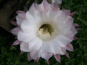 Echinopsishybride " Statesman "   2,7cm x 3,3cm - Bild 1 von 2