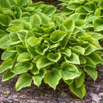HOSTA~GOLDEN TIARA~PERENNIAL SHADE PLANT FAIRY GARDEN FLOWER HUMMINGBIRD LILY!!! - Image 1 of 4