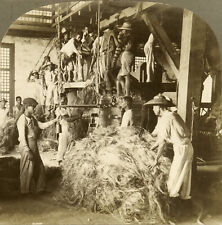 Keystone Stereoview Preparing to Press Hemp: Hemp Industry, Philippines 1906 #8