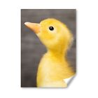 A2 - Newborn Baby Gosling Chick Bird Poster 42X59.4Cm280gsm #16340
