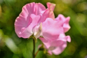 50 CUPID PINK DWARF SWEET PEA SEEDS | SALE FREE SHIPPING NON GMO HEIRLOOM - Picture 1 of 3