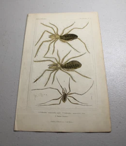 Impresiones a color de animales CUVIER 1837 ~ ARAÑA CAMELLO, o, araña solar, más otros dos - Imagen 1 de 1