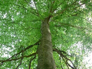 American Beech (fagusgrandifolia) quart pot - Picture 1 of 4