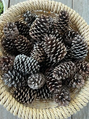 Lote de 40 piñas Tennessee Loblolly decoración navideña artesanía blanco marrón 3-4" Foto 1 de 4