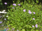 400 Verbena Bonariensis Seeds. Flower Seeds.perennial Seeds For Garden,allotment