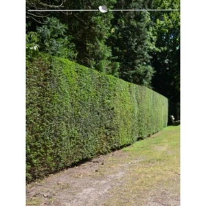 Taxus baccata 160-180 cm. 3 Heckenpflanzen. Eibenhecke als Sichtschutz Hecke - Bild 1 von 4