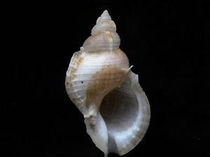 Sea Shells Bursa awatii 82 mm ID #3814B - Imagen 1 de 4