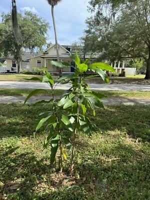 alphonso mango tree Self Pollinated - Image 1 of 3