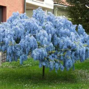 5 Blue Chinese Wisteria Seeds Vine Climbing Flower Perennial Rare Tropical USA - Picture 1 of 1