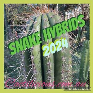 Cactus      Snake Hybrid Pack.    180+  Seeds.      2024    Cacti Seeds