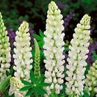 10 x Lupin Noble Maiden large plugs plant now white flowers biennials pollinator