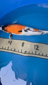 18in Doitsu Showa Female Japanese Koi Live Imported KoiGazer - Picture 1 of 10