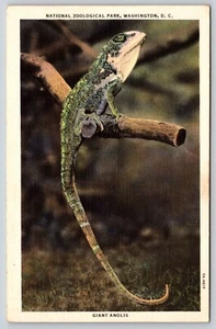 Postal Giant Anolis National Zoological Park Washington Anolis garmani lino - Imagen 1 de 2