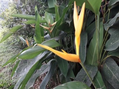 2x Rhizomes 天堂鸟，鹤望兰 Regina heliconia 花，免费送货 — 第 1/4 张图片