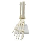 1:1 Menschliches Skelett FußAnatomiemodell Fuß und Sprunggelenk mit Schaft 6906