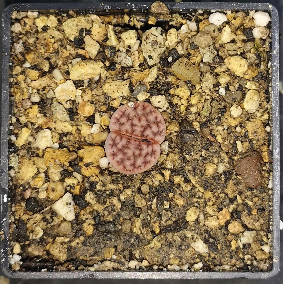 Lithops karasmontana Axel\s Rose - XP1016, fito disponible, piedra viva, mesemb Foto 1 de 1
