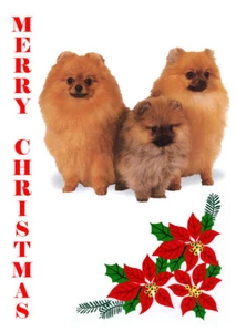 POMERANIAN SINGLE DOG PRINT GREETING CHRISTMAS CARD - Picture 1 of 1