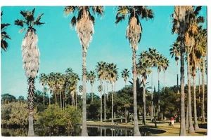 WASHINGTONIAN Petticoat PALMS Trees Florida FL Postcard - Imagen 1 de 2