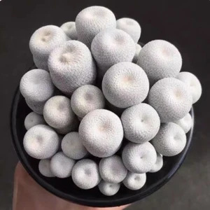 Succulent Cactus Plant Epithelantha bokei beautiful Cactus Multiple heads Plant - Picture 1 of 9
