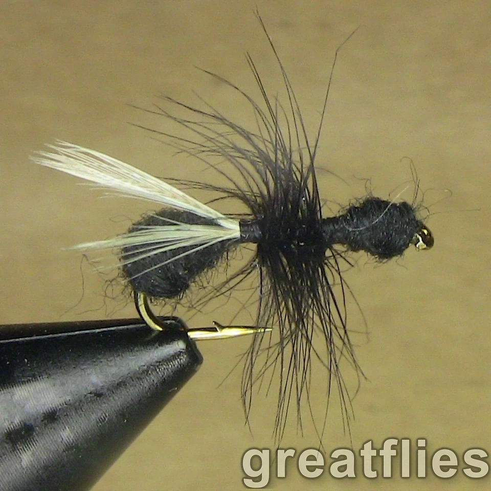 1 dozen (12) - Flying Black Ant