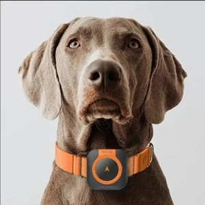 Mini 4G pet Real Time GPS tracker 2024 new smart Cat Dog Health Monitor - Picture 1 of 13